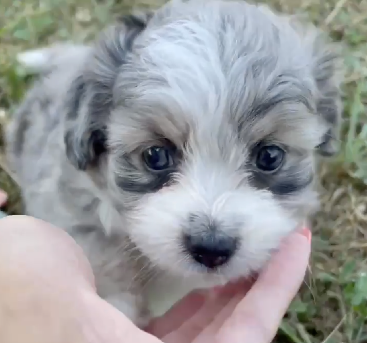 Aussiechon Breed Info